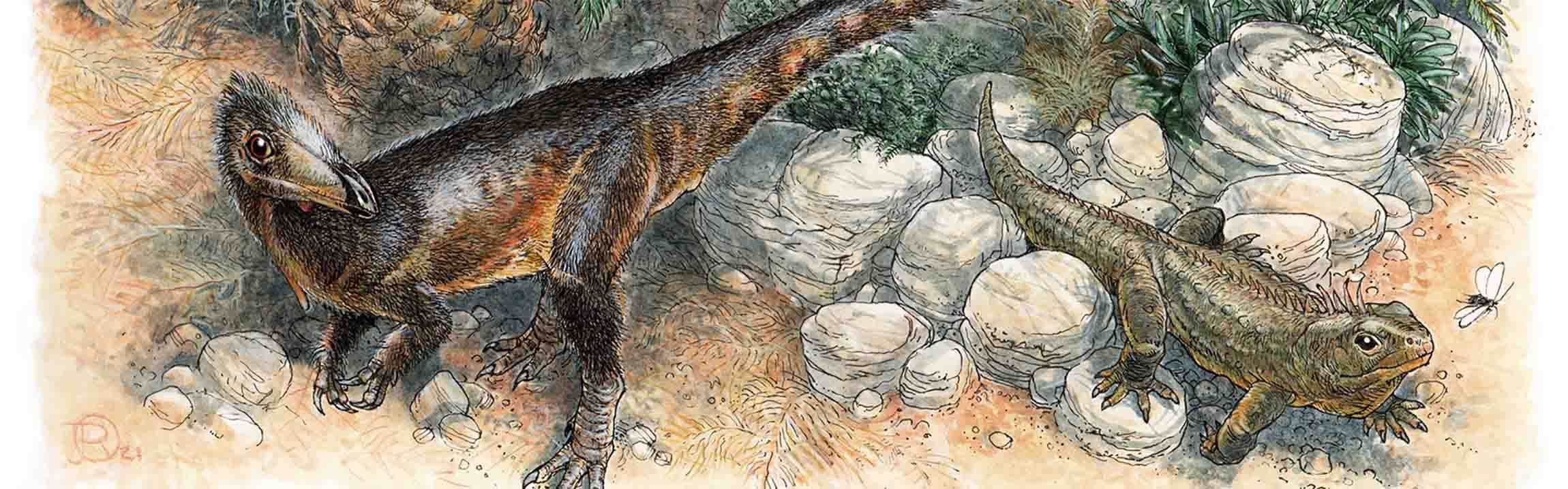 El 'jefe de dragón de País de Gales, Pendraig milnerae , estaba relacionado con el T. rex , pero era sólo del tamaño de un pollo.  Imagen © James Robbins