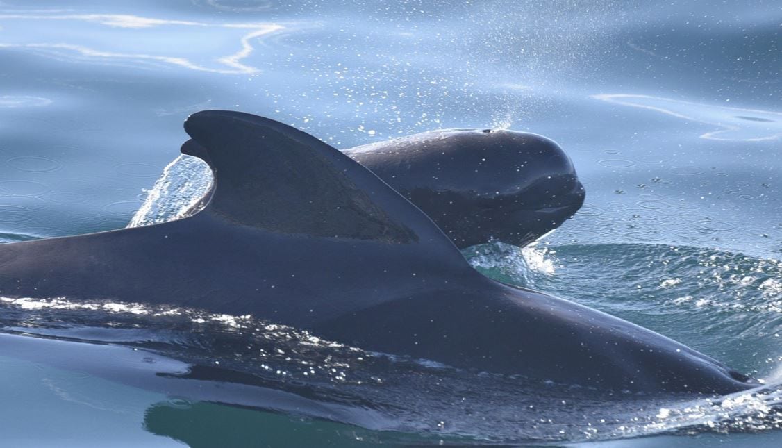 11/08/2023 Imagen de ballenas piloto.

Se han encontrado partículas de plástico microscópicas en las grasas y los pulmones de dos tercios de los mamíferos marinos en el estudio de microplásticos oceánicos de un estudiante de posgrado.

POLITICA INVESTIGACIÓN Y TECNOLOGÍA
GREG MERRILL
