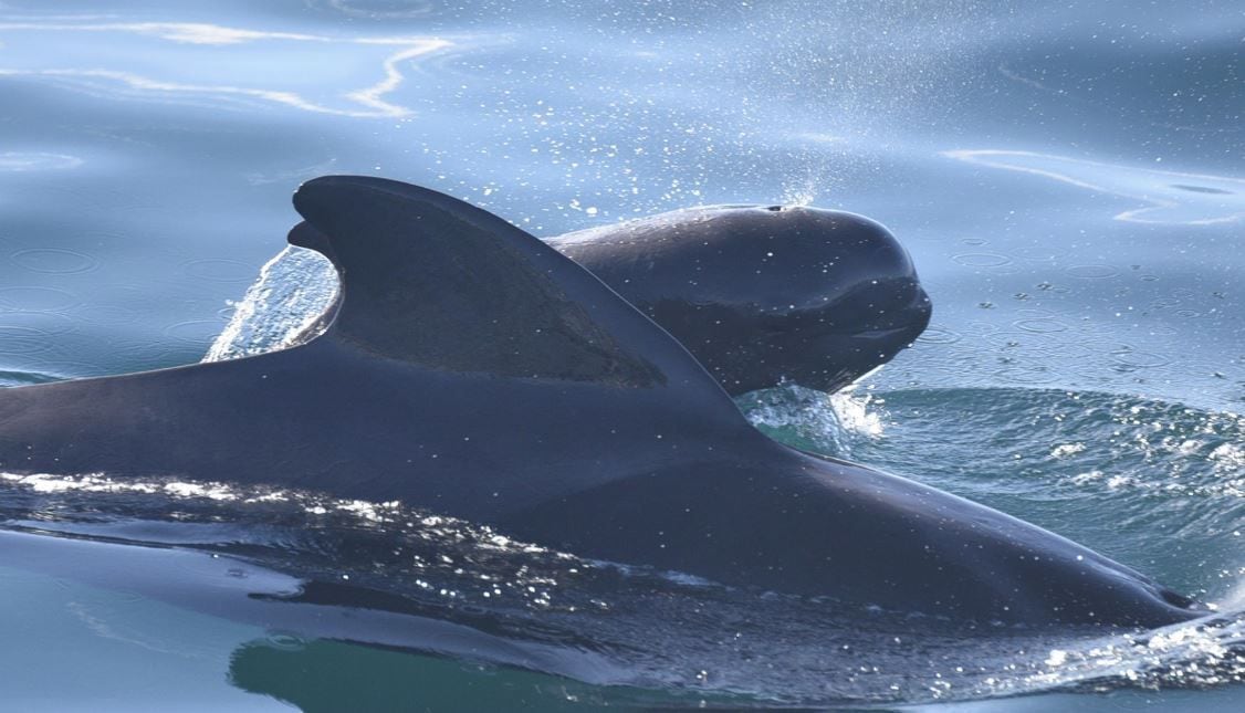 11/08/2023 Imagen de ballenas piloto. Se han encontrado partículas de plástico microscópicas en las grasas y los pulmones de dos tercios de los mamíferos marinos en el estudio de microplásticos oceánicos de un estudiante de posgrado. POLITICA INVESTIGACIÓN Y TECNOLOGÍA GREG MERRILL 