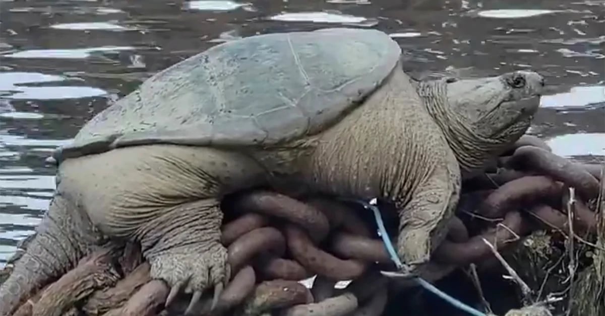 “Chonkosaurus”, the obese Chicago snapping turtle that went viral