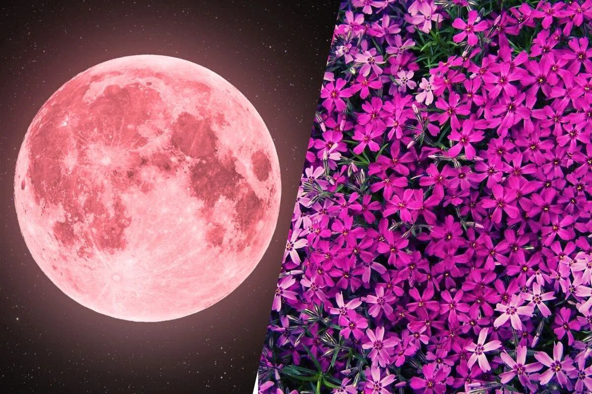 Одинокая луна розовая