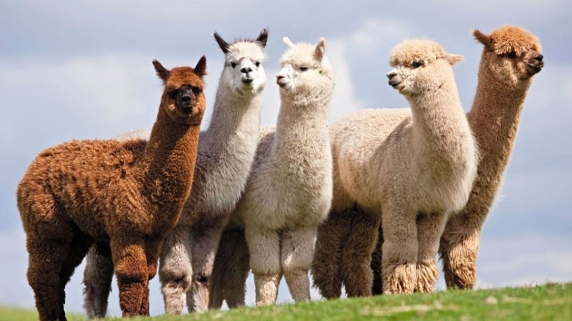 Día Nacional de la Alpaca: 10 datos curiosos que no sabías de este animal - Infobae