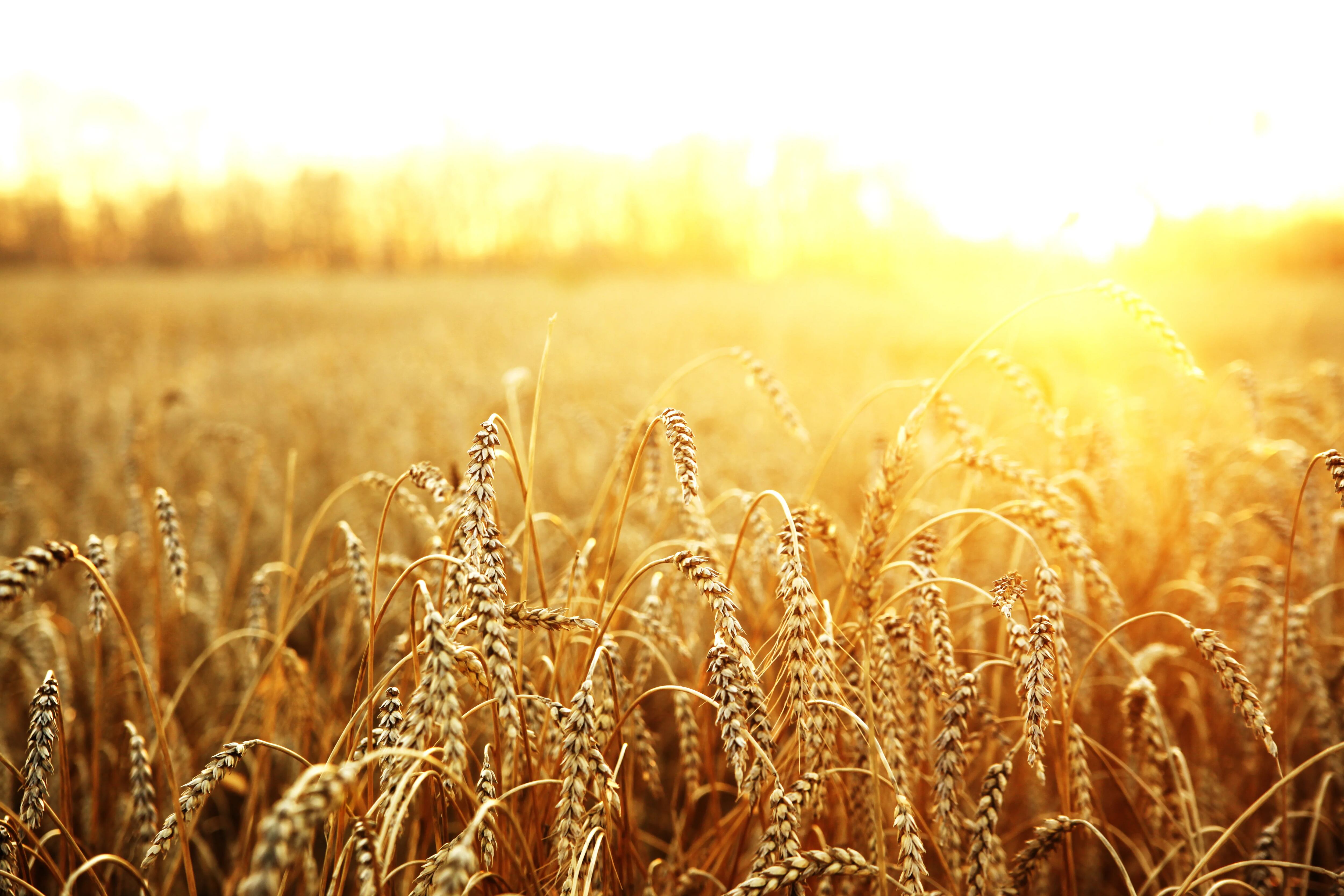 Según un informe privado, hay más de 800 mil hectáreas de trigo
afectadas por la falta de lluvias.
