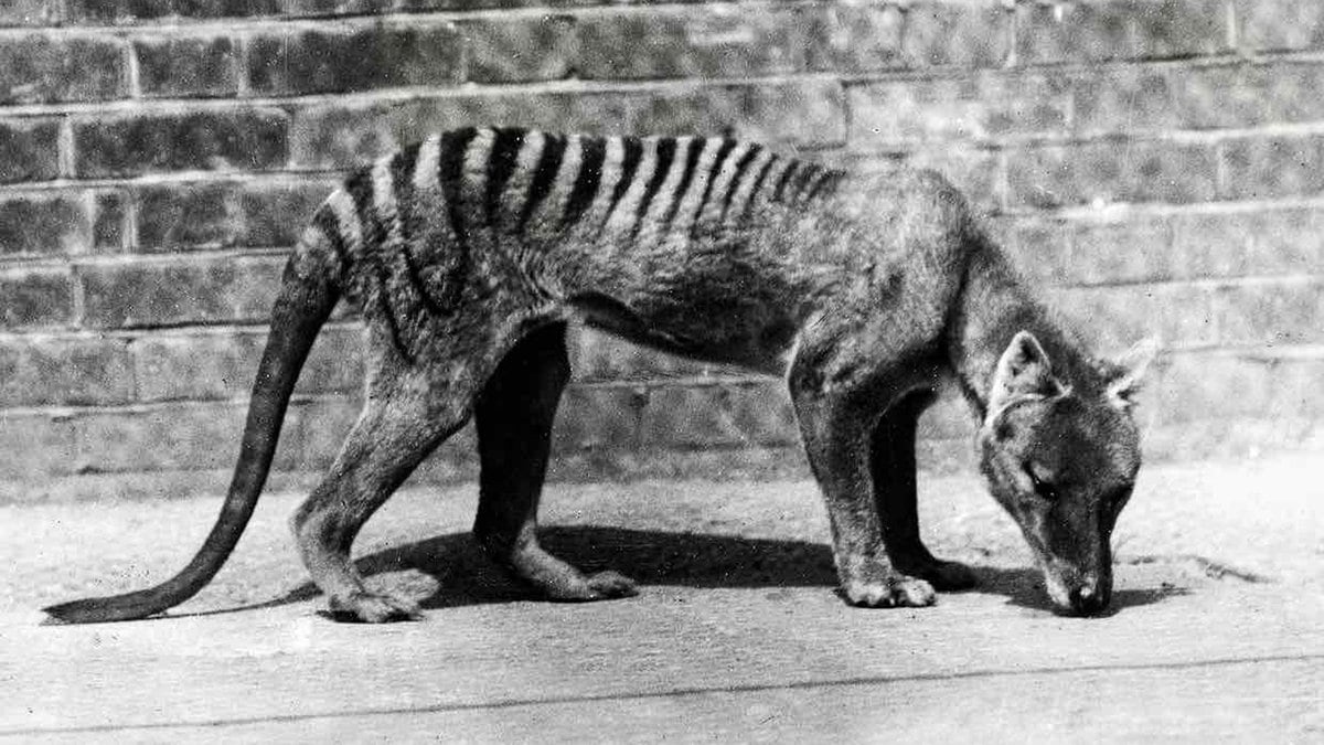 Revelan Cuál Fue La Misteriosa Causa Que Extinguió Al Enigmático Tigre 