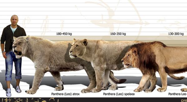 Comparación del león americano con los leones que hoy viven