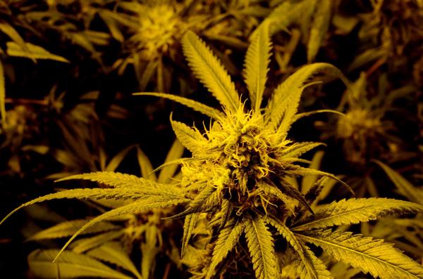 Flor de una planta de marihuana