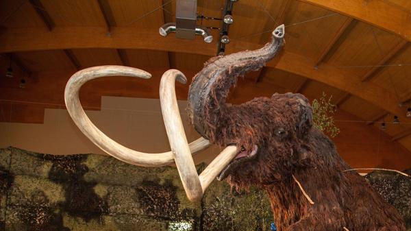 Así lucían los mamuts hace 14 mil años (Shutterstock)