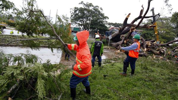 Removieron el árbol que cayó sobre un coche y mató a un menor en Panamá (EFE)