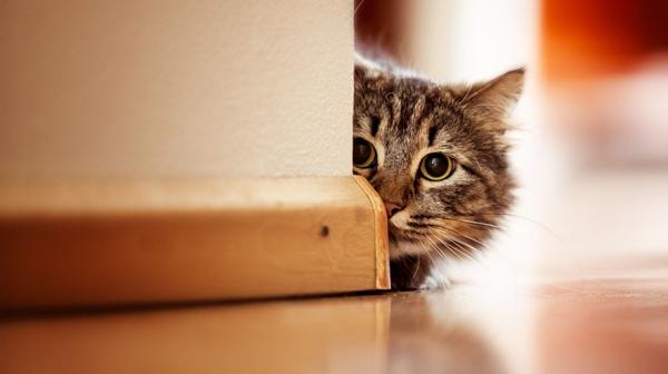 El gato “propietario” estará asustado al ver a un usurpador en su territorio. (Shutterstock)