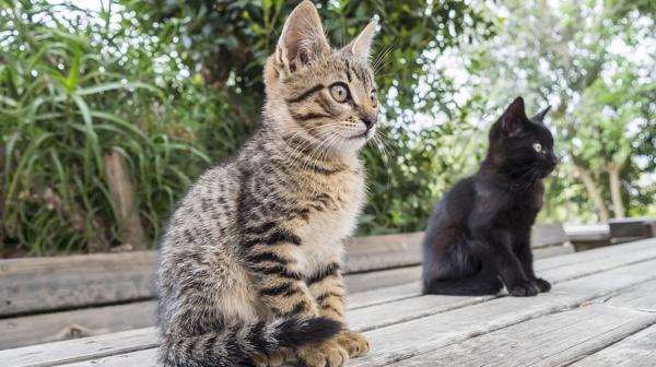 Incorporar un nuevo animalito en un hogar donde habita un gato puede ser todo un problema. (Shutterstock)