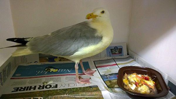“Todavía tiene olor a curry”, señaló una de las veterinarias que está a cargo del cuidado del ave