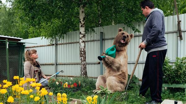 Este oso ayuda con las tareas del hogar como regar las plantas