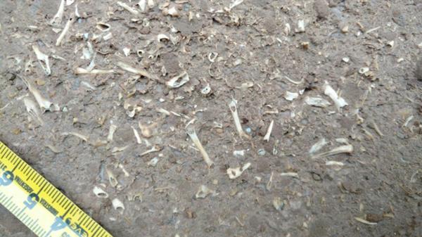 Las primeras imágenes de los restos fósiles hallados por Nicolás (Gentileza La Capital)