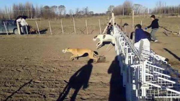 La Confederación Argentina de Deportes dijo que “las carreras de perros no son un deporte”