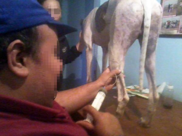 “Galgueros” inyectando drogas para alterar la masa muscular de un galgo antes de una carrera.