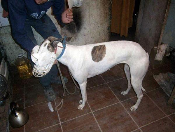 Antes de correr. Un galgo recibe estimulantes mediante una sonda.