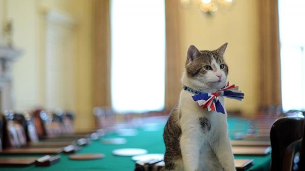 Larry, el gato de la sede de gobierno al que hizo referencia Cameron en el Parlamento (AFP)