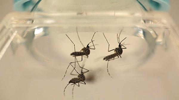 Aedes aegypti, Haemagogus y Sabethes son algunos de los mosquitos que puede transmitir fiebre amarilla (Reuters)