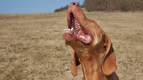 Es común que los perros ladren sobre todo al oír ruidos del exterior, sin embargo el aullido es una reacción de hiperapego (Shutterstock)
