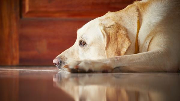 Los perros son más dependientes de la presencia de sus amos (Shutterstock)