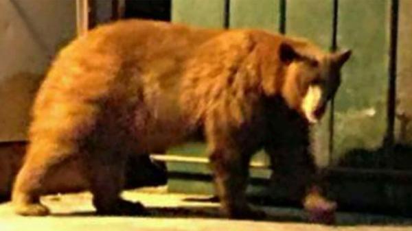 El oso ya había sido visto en los alrededores de Forrest Falls