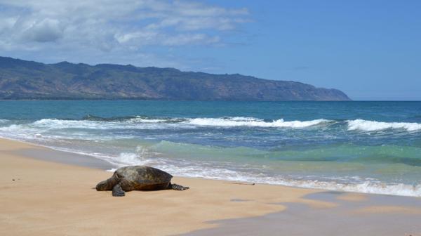 Police Beach es una remota playa en la costa norte de Oahu, en Hawaii.