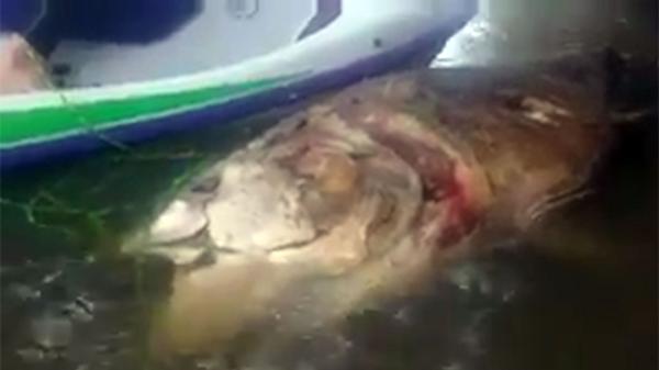 El “monstruo” resultó ser una especie de atún que vive en aguas cálidas. Apareció en un río en el centro de Inglaterra