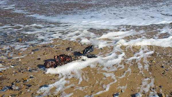 Paul Jones dice haber encontrado una “sirena” muerta en las costas de Great Yarmouth (Facebook)