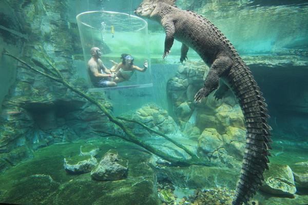 (Crocosaurus cove)