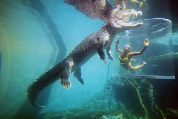 (Crocosaurus cove)