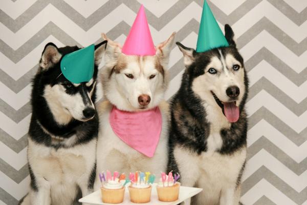 Decoración personalizada, gorritos, cupcakes todos los elementos son indispensables para la fiesta de cumpleaños de tu mascota (iStock)