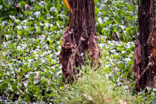 (Cortesía Caters News Agency)