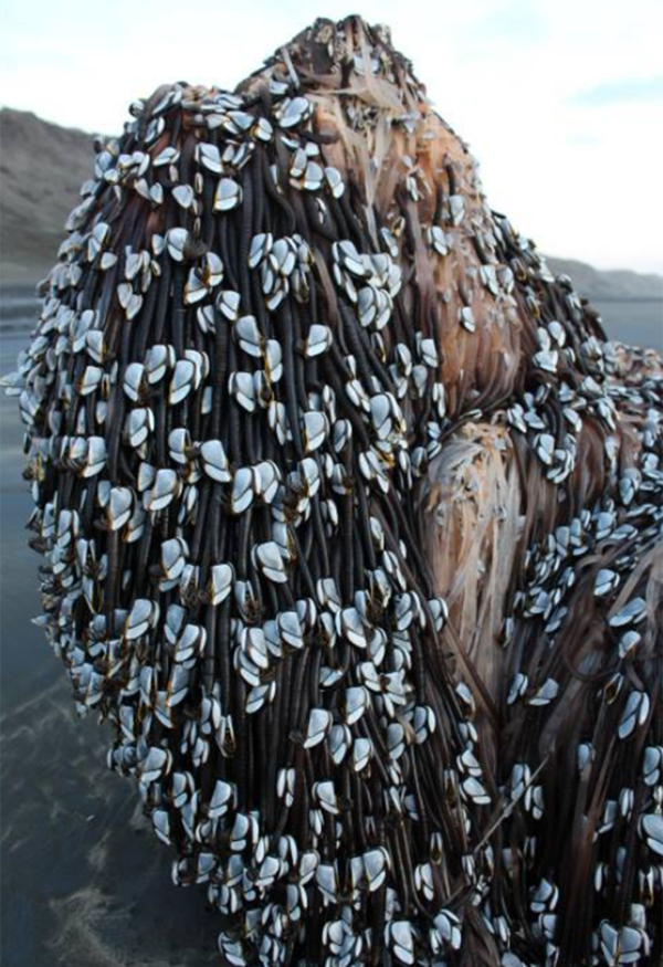 Los crustáceos se adhieren a las rocas del fondo del mar. El movimiento sísmico que sufrió Nueva Zelanda hace pocas semanas permite ahora ver ese fenómeno natural