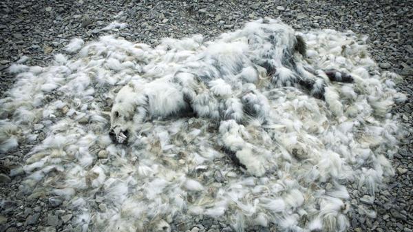 La imagen, cruda: un oso polar fallecido por falta de alimentación
