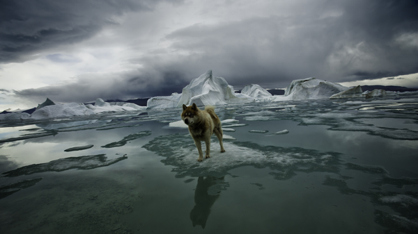 El fotógrafo retrató, además de osos polares, cómo el calentamiento global derrite los hielos