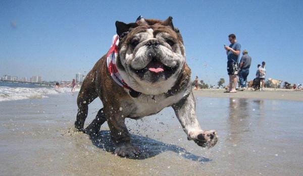 “En 2017 empezaremos a colocar chips a los perros”, confirmó el gobierno uruguayo