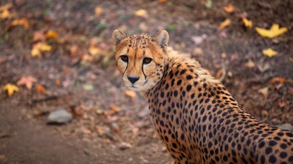 El guepardo es uno de los animales que se encuentra en peligro de extinción