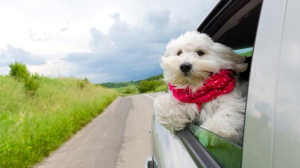 No es recomendable que saquen la cabeza por la ventana (iStock)