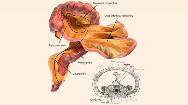 Durante cientos de años, el mesenterio fue considerado solo como una estructura fragmentada