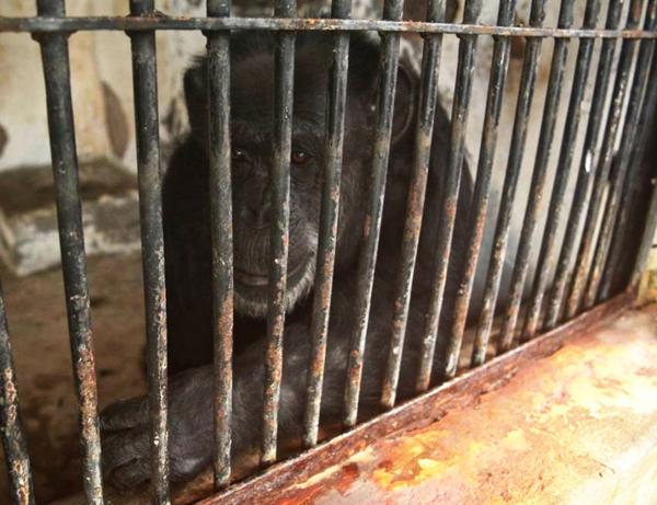Cecilia vive en el mismo zoológico donde murió el oso polar Arturo. (Diario Los Andes)