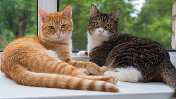 La posición de la cola revela mucho de su estado de ánimo (iStock)