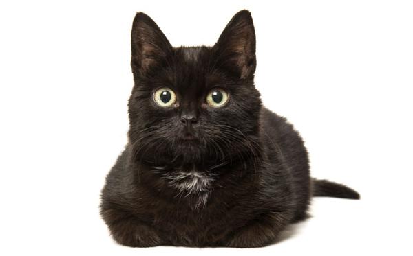 Los gatos también saben protegerse del frío (iStock)