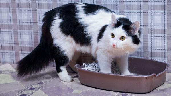 Ocultar la comida y las heces tiene una explicación naturalista (iStock)