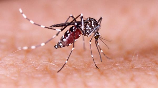 El mosquito Aedes aegypti es el transmisor de las dos enfermedades que tienen en vilo a la ciencia (Shutterstock)