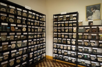 Museo del Cerebro