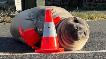 Neil, el elefante marino que