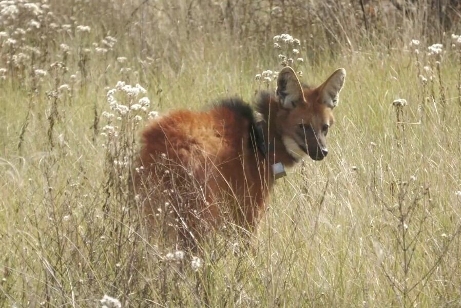 El avistamiento del aguará guazú ocurrió durante una noche de intensas lluvias y baja visibilidad en la provincia bonaerense