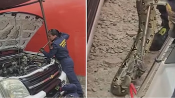 La Policía Ambiental acudió al lugar para rescatar a la boa hallada dentro de la camioneta en Bogotá - crédito Captura de video