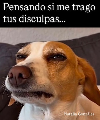 Pedro Sola memes