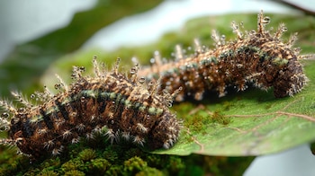 Identificar y reportar la oruga